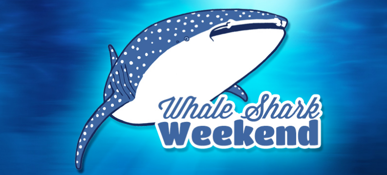 Celebrate Whale Shark Weekend at Georgia Aquarium