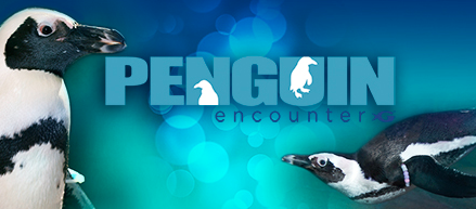 Georgia Aquarium Penguin Encounters