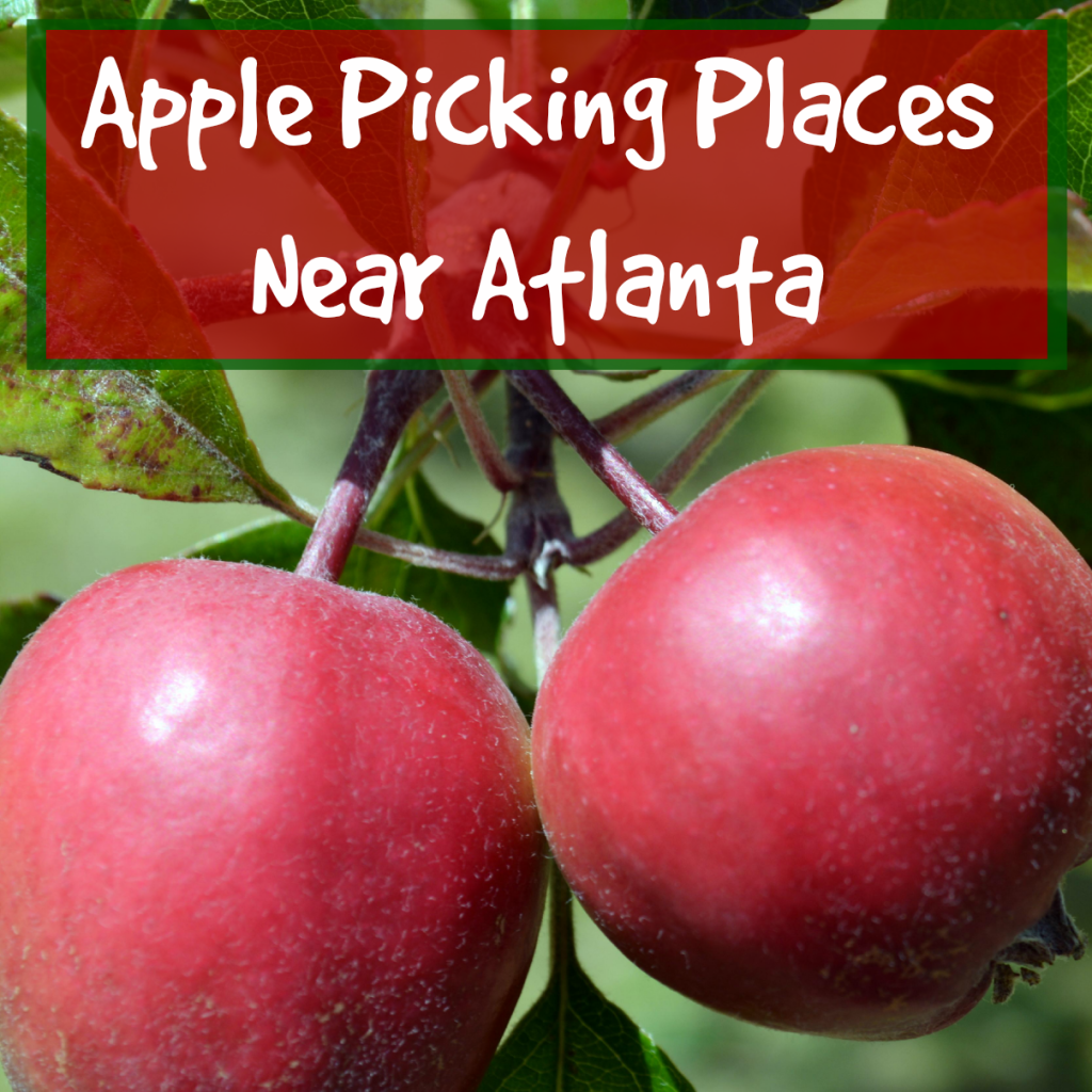 Atlanta Apple Picking - Apple Orchards
