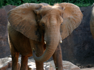 World Elephant Day at Zoo Atlanta