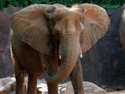 World Elephant Day at Zoo Atlanta