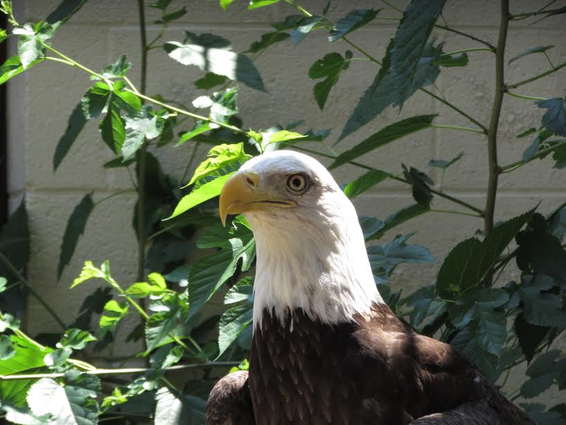 Zoo Atlanta Bald Eagle